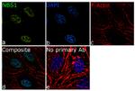 NBS1 Antibody in Immunocytochemistry (ICC/IF)