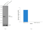 Ataxin 3 Antibody in Western Blot (WB)