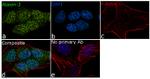 Ataxin 3 Antibody in Immunocytochemistry (ICC/IF)