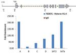 Histone H1.4 Antibody