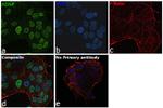 ADNP Antibody in Immunocytochemistry (ICC/IF)