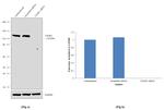 TAOK1 Antibody in Western Blot (WB)