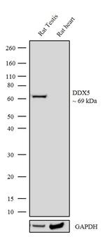 DDX5 Antibody in Western Blot (WB)
