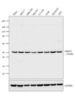 GRSF1 Antibody in Western Blot (WB)