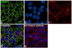 PNPase Antibody in Immunocytochemistry (ICC/IF)