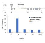 Phospho-RNA pol II CTD (Ser2) Antibody in ChIP Assay (ChIP)
