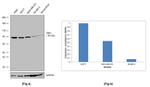 TBK1 Antibody in Western Blot (WB)