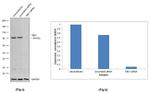 TBK1 Antibody in Western Blot (WB)