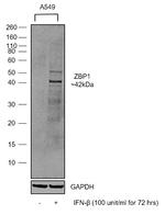 ZBP1 Antibody in Western Blot (WB)