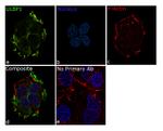 ULBP1 Antibody in Immunocytochemistry (ICC/IF)