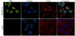 ZEB1 Antibody