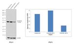 SMARCB1 Antibody