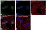 MBD1 Antibody in Immunocytochemistry (ICC/IF)