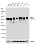 MBD1 Antibody in Western Blot (WB)