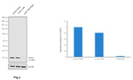 N-Ras Antibody