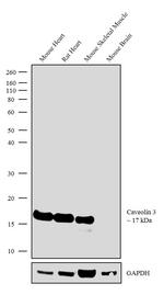 Caveolin 3 Antibody