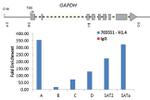 Histone H1.4 Antibody