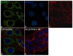 SLIRP Antibody in Immunocytochemistry (ICC/IF)