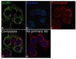 SLIRP Antibody in Immunocytochemistry (ICC/IF)