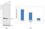 SLIRP Antibody in Western Blot (WB)