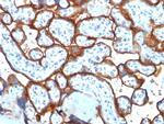 CD71/Transferrin Receptor (TFRC) (Extracellular Domain) Antibody in Immunohistochemistry (Paraffin) (IHC (P))