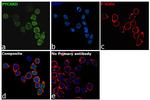 PYCARD Antibody in Immunocytochemistry (ICC/IF)