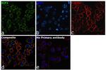 RIP3 Antibody in Immunocytochemistry (ICC/IF)