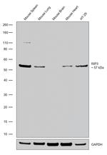 RIP3 Antibody in Western Blot (WB)