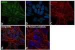 CDKL5 Antibody in Immunocytochemistry (ICC/IF)