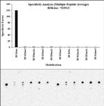 H3K4ac Antibody in Peptide array (ARRAY)