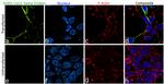 SARS-CoV-2 Spike Protein (RBD) Antibody in Immunocytochemistry (ICC/IF)