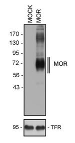 OPRM1 Antibody in Western Blot (WB)