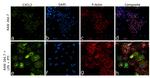 CXCL2 Antibody