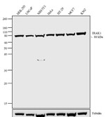 IRAK1 Antibody in Western Blot (WB)