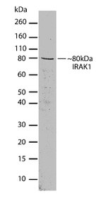 IRAK1 Antibody in Western Blot (WB)
