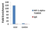 HIF1A Antibody