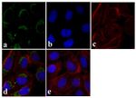 HIF1A Antibody in Immunocytochemistry (ICC/IF)