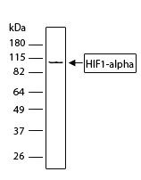 HIF1A Antibody in Western Blot (WB)