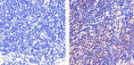 STAT5 alpha Antibody in Immunohistochemistry (Paraffin) (IHC (P))