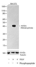 Phospho-PRAS40 (Thr246) Antibody in Western Blot (WB)