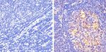 Phospho-STAT5 alpha (Tyr694) Antibody in Immunohistochemistry (Paraffin) (IHC (P))
