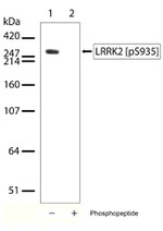 Phospho-LRRK2 (Ser935) Antibody in Western Blot (WB)