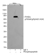 Phospho-p70 S6 Kinase (Thr421, Ser424) Antibody in Western Blot (WB)