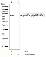 Phospho-p70 S6 Kinase (Thr421, Ser424) Antibody in Western Blot (WB)