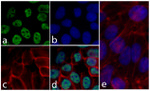 alpha Synuclein Antibody in Immunocytochemistry (ICC/IF)