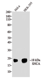 alpha Synuclein Antibody in Western Blot (WB)