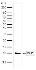 MCP-3 Antibody in Western Blot (WB)