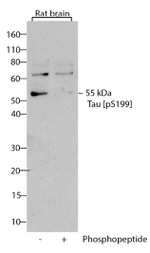 Phospho-Tau (Ser199) Antibody in Western Blot (WB)