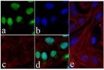 Phospho-Tau (Ser199) Antibody in Immunocytochemistry (ICC/IF)