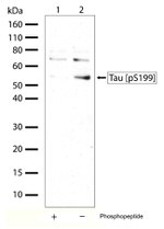 Phospho-Tau (Ser199) Antibody in Western Blot (WB)